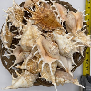 May include: A collection of approximately 20 brown and white seashells with spiky edges, arranged in a woven basket. The shells are approximately 2-3 inches in length.