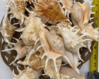 25 pcs real Spider Conch Shells 4-6”