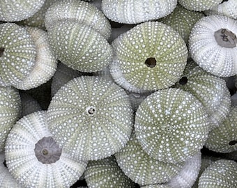 100 pcs of Real Green Sea Urchins 2-3"