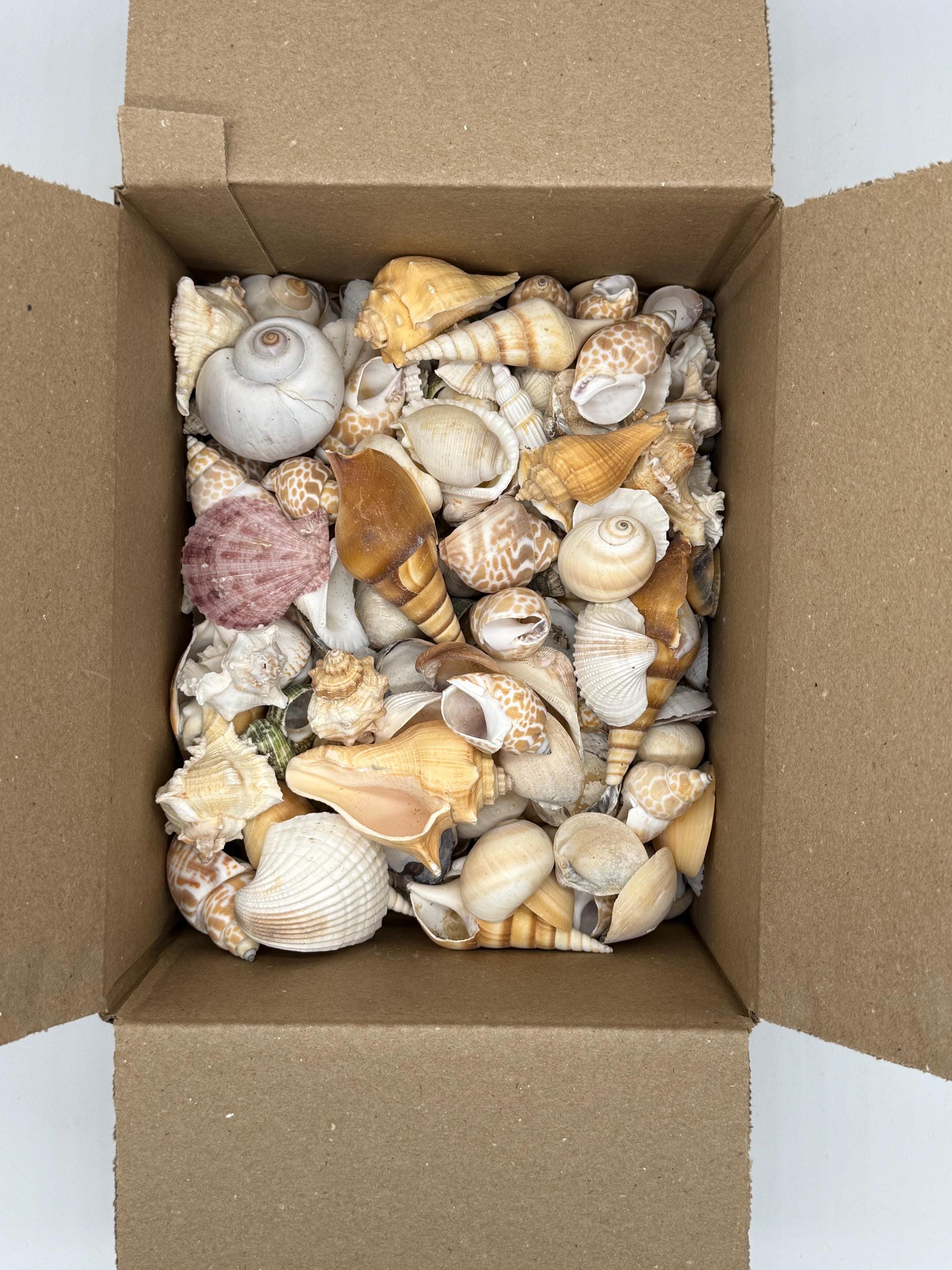 2 Kilos (5 Lbs) of Large Mix Shells Natural - Etsy