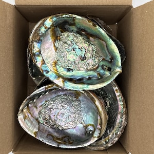 12 pcs 6-7" Blue Abalone Bulk