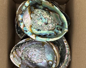 12 pcs 6-7" Blue Abalone Bulk