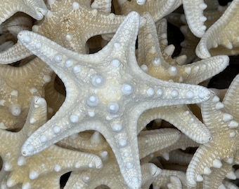 100 pcs 1”-2" White Knobby Starfish
