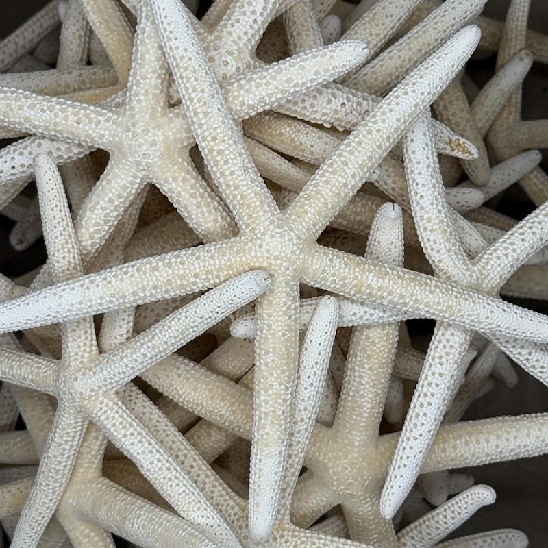 4 and Quot Seashell - Etsy