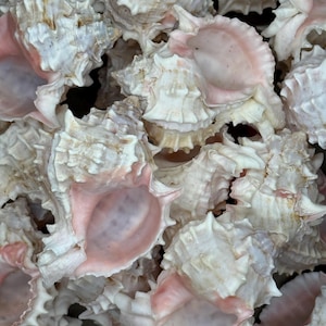 25 pcs 3-4" Pink Murex Bulk