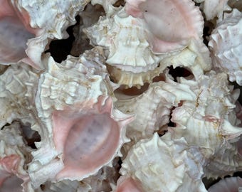 25 pcs 3-4" Pink Murex Bulk