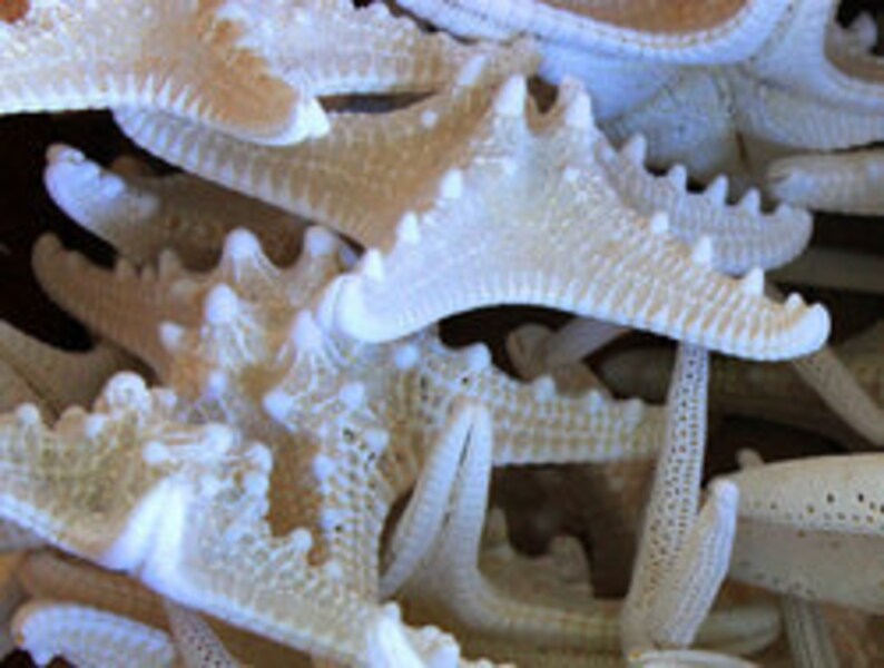 50 pcs 3-4 White Knobby Starfish image 1