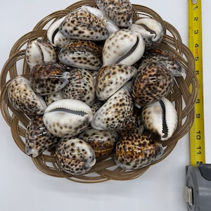 May include: A wicker basket filled with a collection of brown and white cowrie shells with black spots.