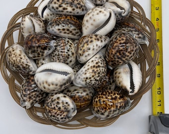 30 pcs Real Tiger Cowrie Shells 3-4”