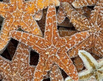 25 pcs 5-6"  Sugar Starfish Bulk