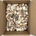 2 Kilo (5 Lbs) of Medium Mix Shells Natural - Etsy
