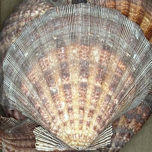 12 pcs 5-6" Natural Lions Paws