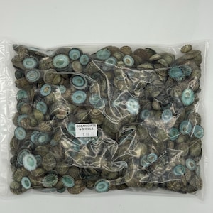 May include: A clear plastic bag filled with a collection of small, round seashells. The shells are primarily brown and gray, with a distinctive turquoise-blue center. The bag has a label that reads "OCEAN GIFTS & SHELLS".
