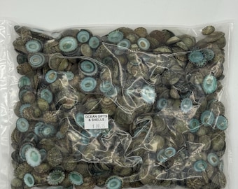 6 Kilo Green Limpet Shells