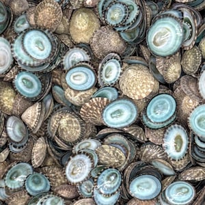 1/2 Kilo (1 Lb) Green Limpet Shells