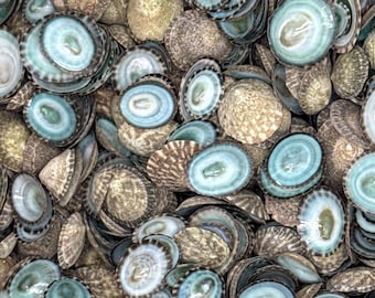 1/2 Kilo (1 Lb) Green Limpet Shells