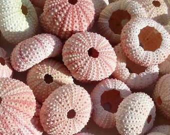 100 pcs Real Pink Sea Urchins