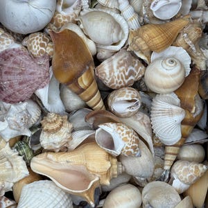 2 Kilos (5 Lbs) of Large Mix Shells Natural - Etsy