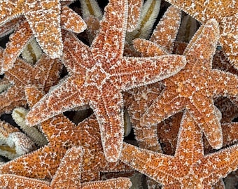 100 pcs 1-2" Sugar Starfish Bulk