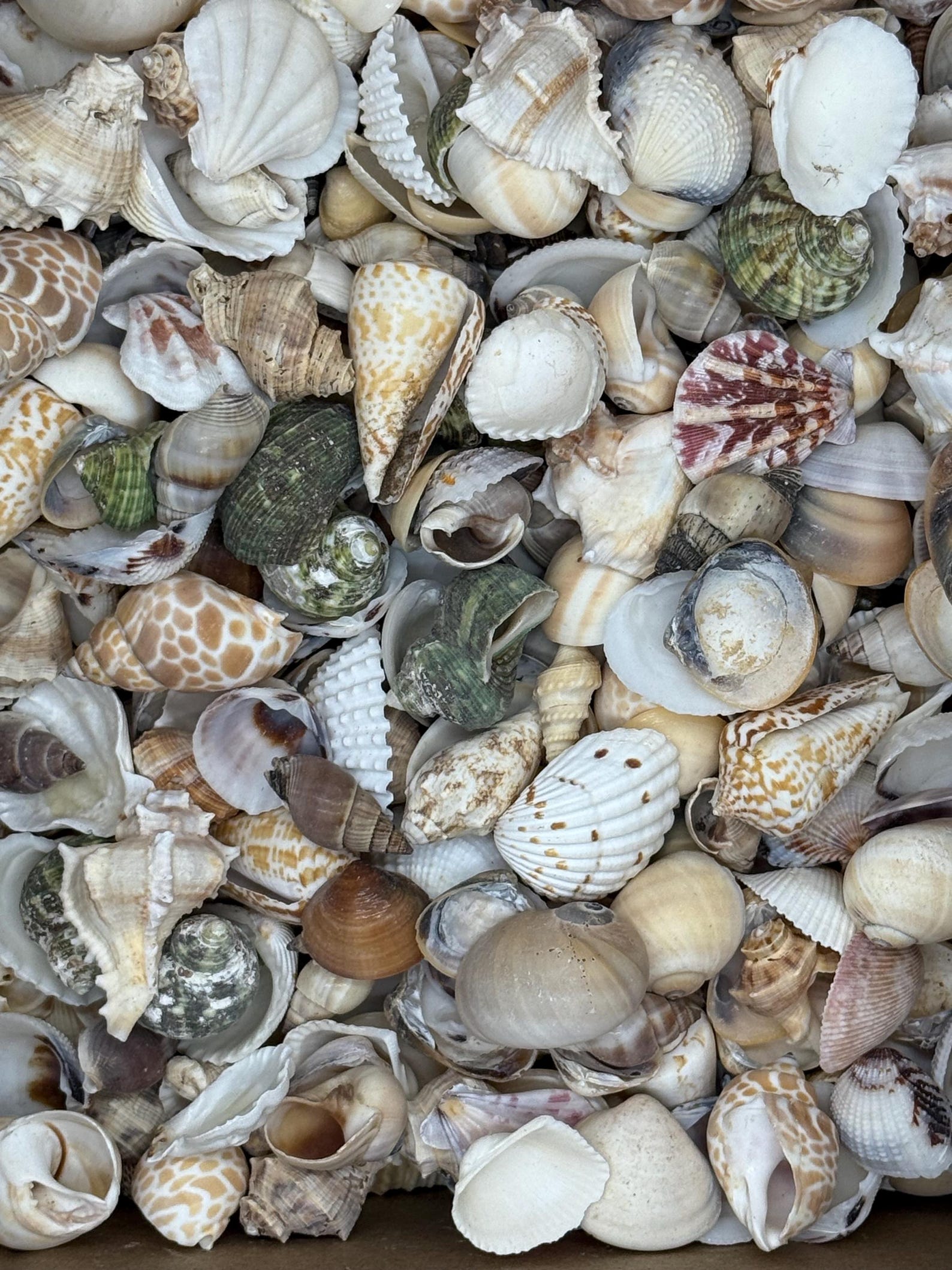 2 Kilo (5 Lbs) of Medium Mix Shells Natural - Etsy