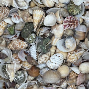 2 Kilo (5 Lbs) of Medium Mix Shells Natural