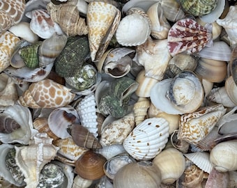 2 Kilo (5 Lbs) of Medium Mix Shells Natural