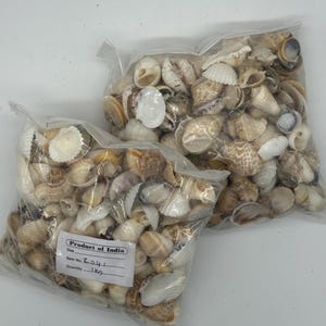 2 Kilo (5 Lbs) of Medium Mix Shells Natural - Etsy