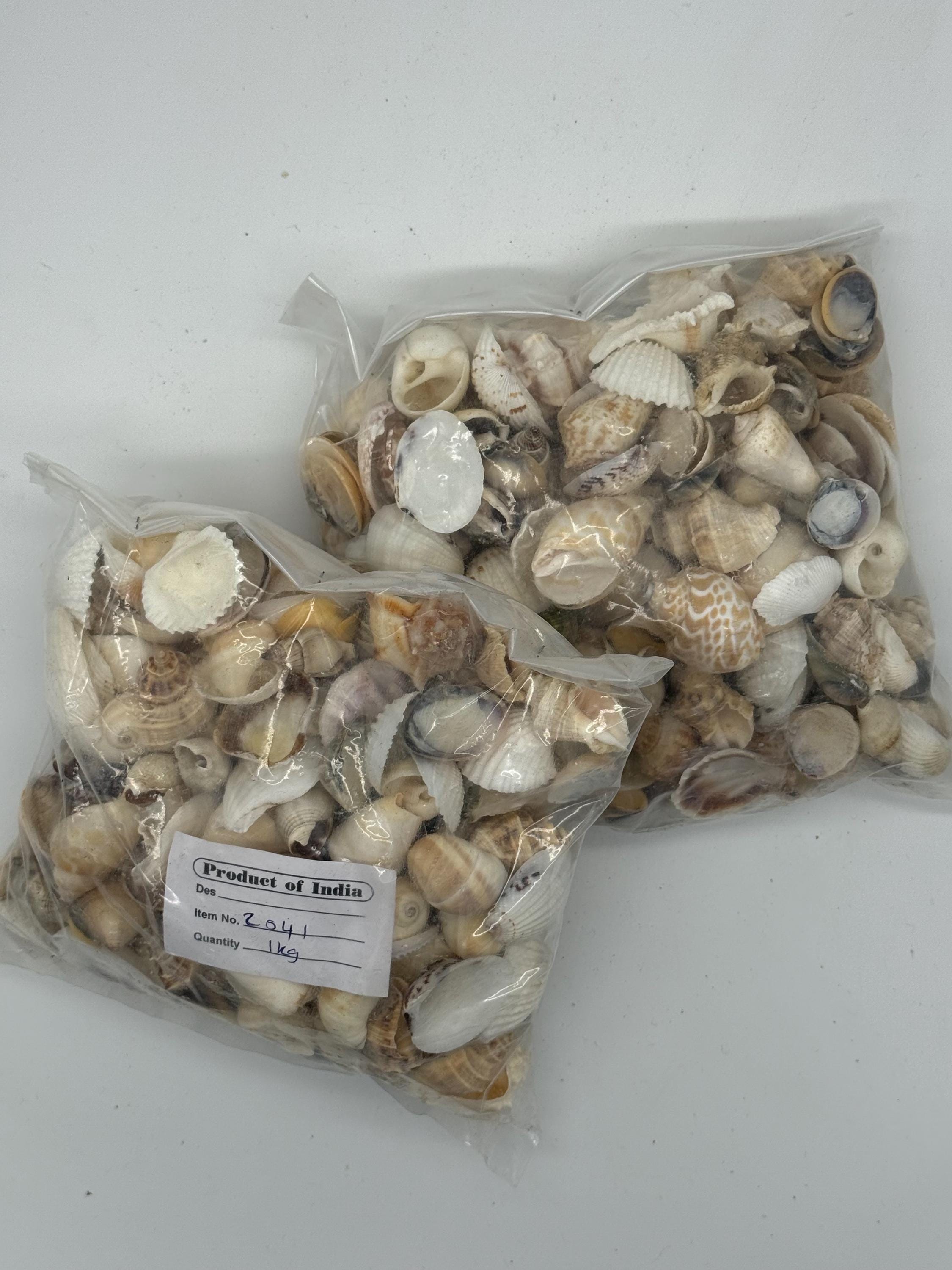 2 Kilo (5 Lbs) of Medium Mix Shells Natural - Etsy