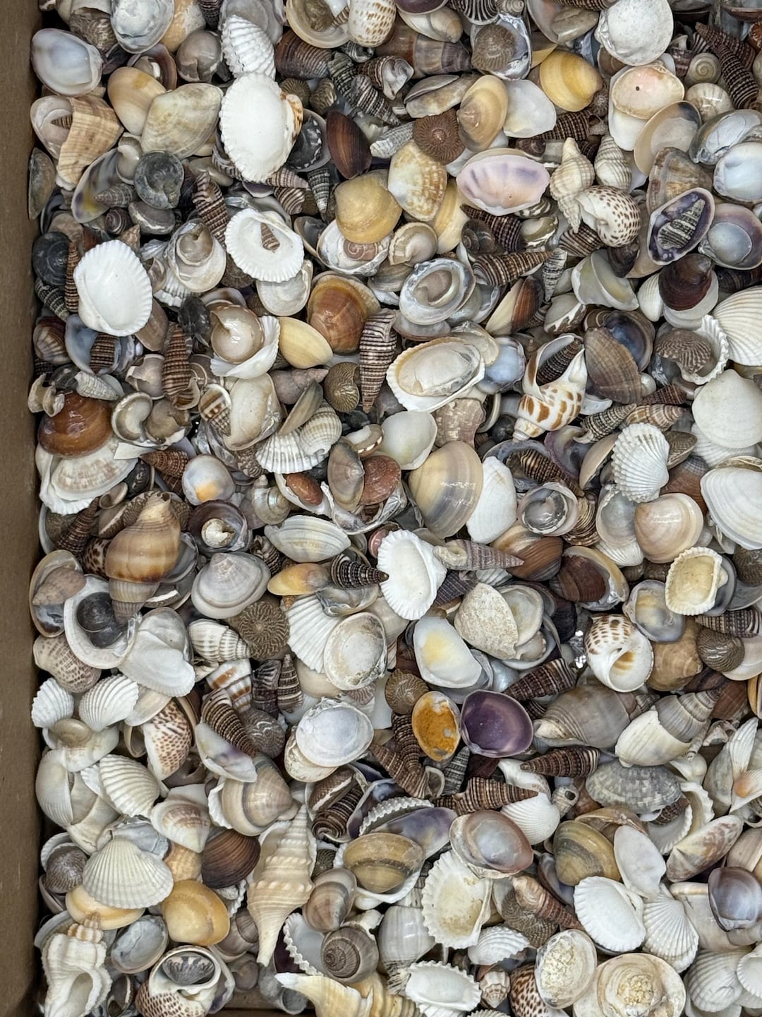 2 Kilos (5 Lbs) of Small Mix Shells Natural - Etsy