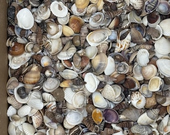 2 Kilos (5 Lbs) of Small Mix Shells Natural