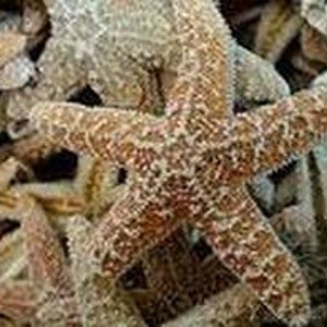 50 pcs 3-4" Sugar Starfish Bulk