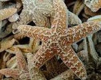 50 pcs 3-4" Sugar Starfish Bulk