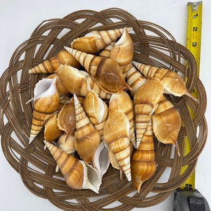 May include: A wicker basket filled with a collection of brown and white seashells. The shells are cone-shaped and have a spiral pattern.
