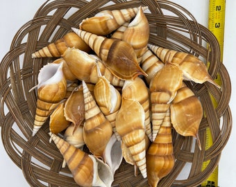 25 pcs Real Tibia Curta Seashells 3-4”