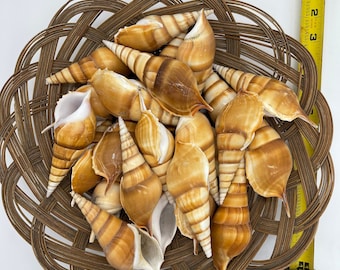 25 pcs Real Tibia Curta Seashells 3-4”