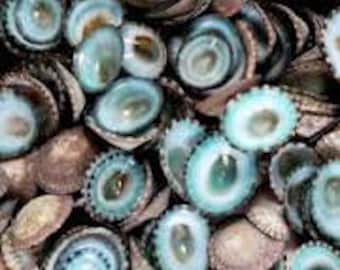 1/2 Kilo (1 Lb) Green Limpet Shells