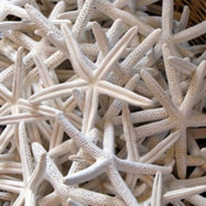 50 pcs 4-6" White Finger Starfish Bulk