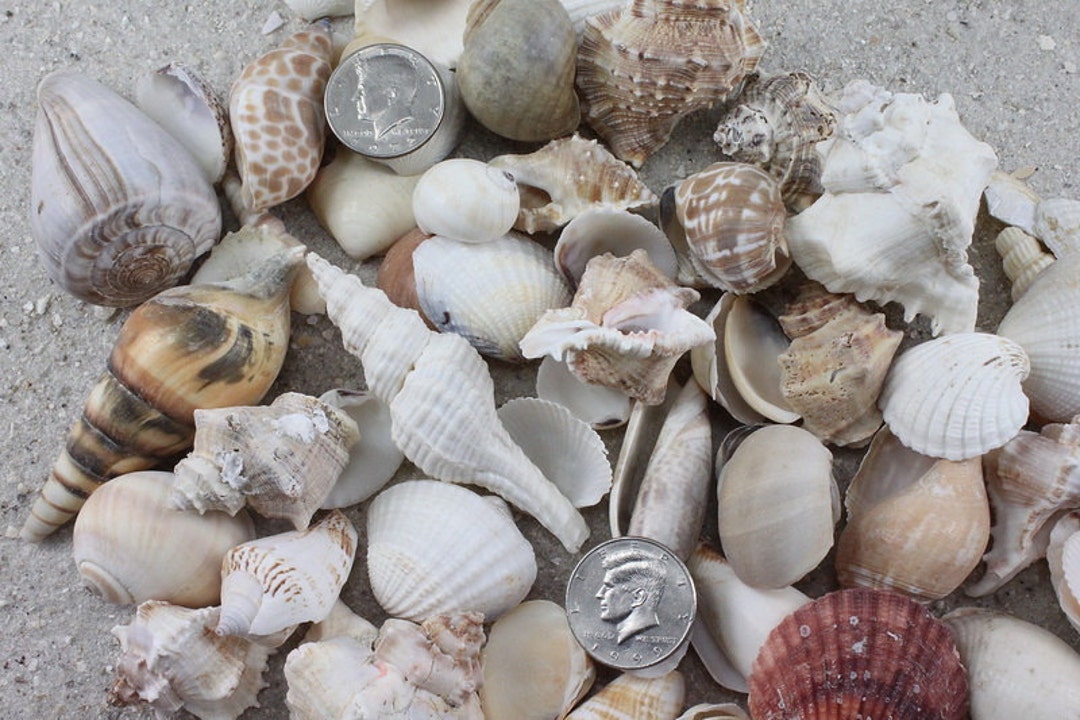 2 Kilos (5 Lbs) of Large Mix Shells Natural - Etsy