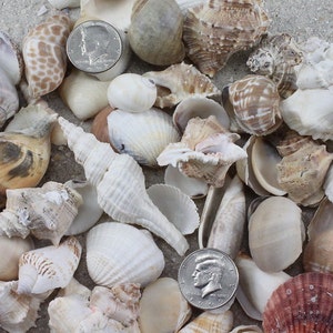 2 Kilos (5 Lbs) of Large Mix Shells Natural