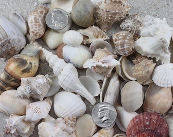 2 Kilos (5 Lbs) of Large Mix Shells Natural