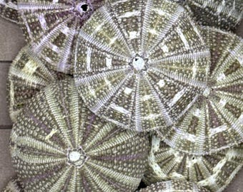 12 pieces of Alfonso Sea Urchins