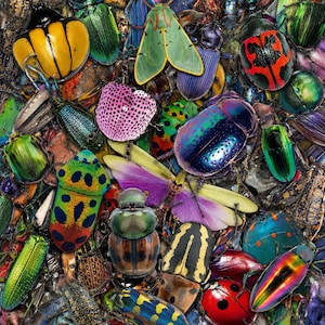 Puede incluir: Una vibrante colección de varios insectos, incluyendo escarabajos y polillas, en una variedad de colores. La imagen muestra una diversa gama de especies con alas y caparazones iridiscentes, moteadas y estampadas. Los insectos están densamente agrupados.