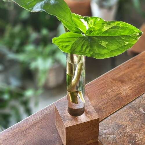 Glass Propagation Station Tubes With Wood Stand Etsy