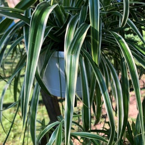 May include: A spider plant with long, arching, variegated leaves featuring green centers and white margins. The plant is housed in a simple white plastic hanging pot, with its foliage cascading downwards in a dense, lush, and symmetrical display.