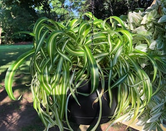 Curly spider plant babies