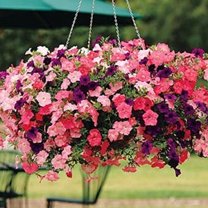Easy Wave Beachcomber Petunia Seeds – Mixed Color Blooms