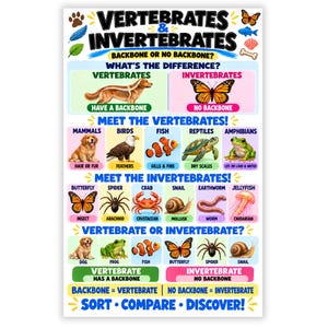 May include: An educational poster titled Vertebrates & Invertebrates with the subtitle Backbone or No Backbone? The chart features colourful illustrations of animals categorised by their biological traits, including mammals, birds, fish, reptiles, and insects.