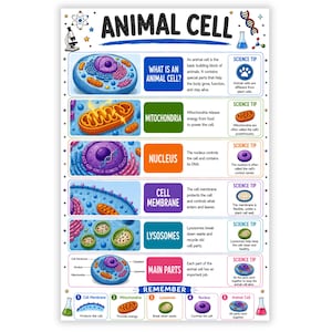 May include: An educational poster titled ANIMAL CELL featuring colorful illustrations of cellular structures including mitochondria, nucleus, cell membrane, and lysosomes. Each section provides a definition and a science tip with text.