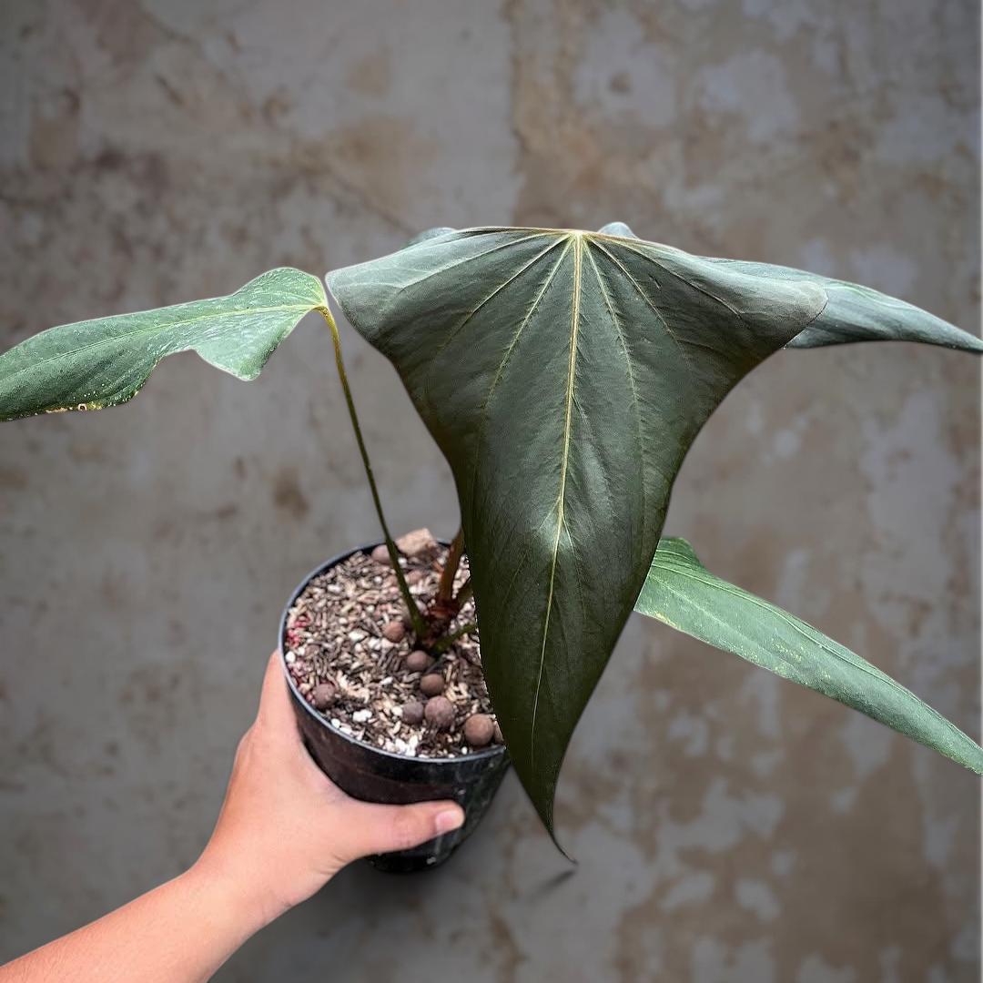 Anthurium Warocqueanum X - Etsy