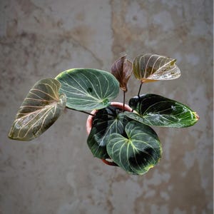 gigas philodendron Philodendron gigas – Foliage Factory